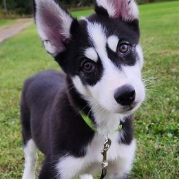 Ebony - Black and white Siberian Husky puppy in Rushford, New York from B&H Husky Farm