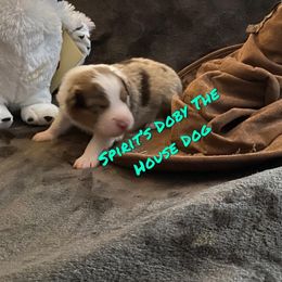 Australian Shepherd Puppies from Spirited Aussies