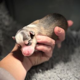 Boy 1 - Black and white male Pomsky puppy in Michigan from Blue Water Pomskies
