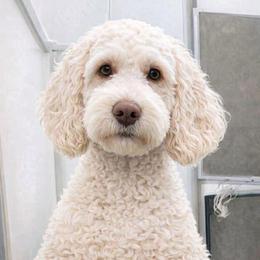 Chole - Goldendoodle