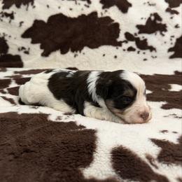 Sazz - Parti female Miniature Schnauzer puppy in Brundidge, Alabama from Deez Pups Magnificent Schnauzers