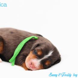 Captain America - Blue merle male Bernedoodle puppy in Diamond Bar, California from Furrytaildoodles