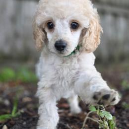 AKC Toy Poodle - Cream male Poodle puppy in Casselberry, Florida from McIntosh Toy Poodles