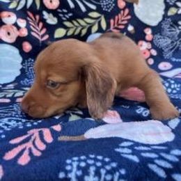 Dapple - Dapple Dachshund puppy in Gracemont, Oklahoma from Frank's Mini Doxies
