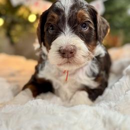 Orange - Tri-color male Bernedoodle puppy in Hesperia, Michigan from Red Acres Poodles & Doodles