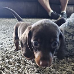 Dachshund Puppies from Heather Nelson
