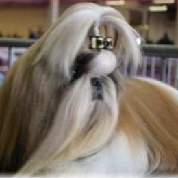 Shih Tzus from Madrigal Shih Tzu