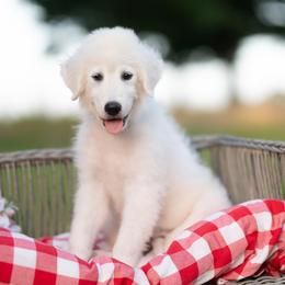 Luca - White male Maremma Sheepdog puppy in Conway, Missouri from 2J 2K Border Collies | Maremma Sheepdogs