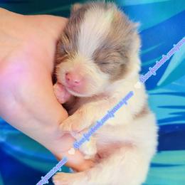 LAVENDER TRI - Lavender female Pomeranian puppy in Albany, Oregon from Purrs N Poms