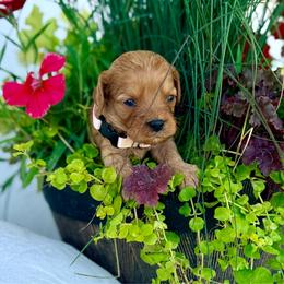 Poppy - Apricot female Cavapoo puppy in Preston, Idaho from Shaffer Top Notch Puppies