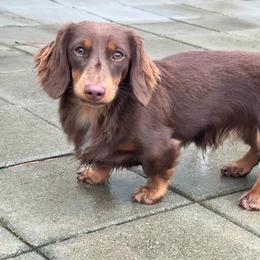 Gryfn - Dachshund