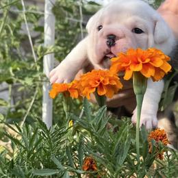 Bee - Brindle female Bulldog puppy in San Antonio, Texas from Bulldogzilla Breeders