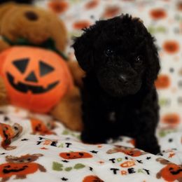 Maltipoo Puppies from Awwws-n-Pawws
