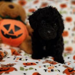 Maltipoo Puppies from Awwws-n-Pawws