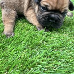 French Bulldog Puppies from jack & Ruby's Frenchies
