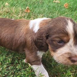 Tweed - Liver white and roan male English Springer Spaniel puppy in Derby, Vermont from Ledge N' Tree English Springer Spaniels