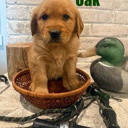 Oak - Dark golden male Golden Retriever puppy in Rexburg, Idaho from Teton View Golden Retrievers