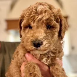 Red collar boy - Red  male Goldendoodle puppy in Vian, Oklahoma from Dog Days Doodles