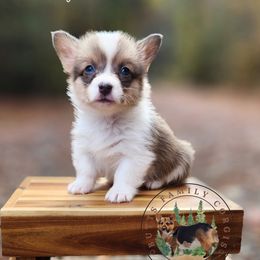 Pumpkin - Sable and white female American Corgi puppy in Cameron, North Carolina from Butts Family Corgis