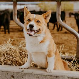 Rooster - Pembroke Welsh Corgi