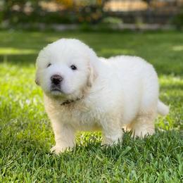 Grey Boy - White male Great Pyrenees puppy in Red Bluff, California from River's Bend Walnut Orchard