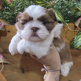 Brownie - Cream and white female Shih Tzu puppy in Azusa, California from RJ Shih Tzu lover