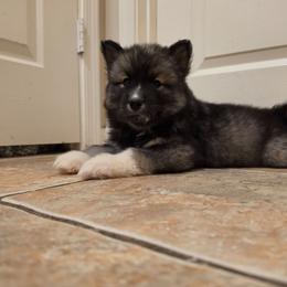 Leafa - Agouti and white female Siberian Husky puppy in Buckeye, Arizona from Anime Huskies