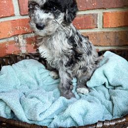 Aussiedoodle Puppies from Ridgeline Doodles