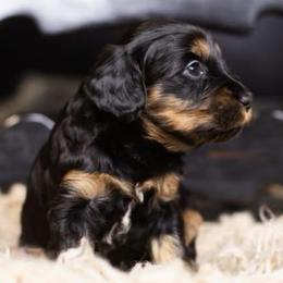 Myrtle - Phantom female Bernedoodle puppy in Tyner, Kentucky from Good Dog Doodles