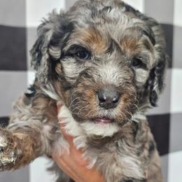 Reva - Merle female Bernedoodle puppy in Payson, Utah from All Around Royalty & Royal Whisper Companions