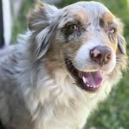 Australian Shepherd Puppies from Wigglin K Aussies