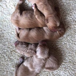 Golden Retriever Puppies from Sky Harbor Golden Retrievers