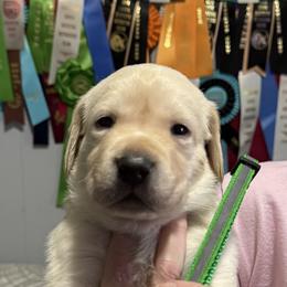Green - Yellow male Labrador Retriever puppy in Dennis, Mississippi from Outlaw Ridge Kennels