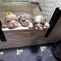 Bulldog Puppies from Bullevardier Bulldogs