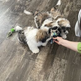 Shih Tzu Puppies from Willow Lane Shih Tzus