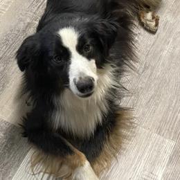 Miniature Australian Shepherds from Backwood Trails Australian Shepherds