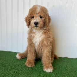 Pumpkin - Red female Bernedoodle puppy in Springtown, Texas from North Texas Puppies
