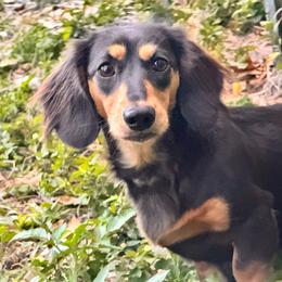Sophie - Dachshund