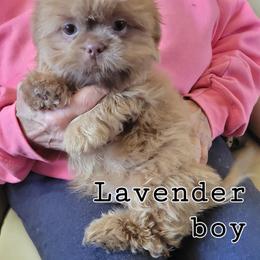 Shih Tzu Puppies from Shih Tzu Cottage