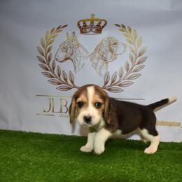 Girl 2 - Black white and tan female Beagle puppy in Fontana, California from JLB Beagles & MBT