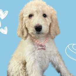 Honeybun - Labradoodle puppy from The Dood Ranch