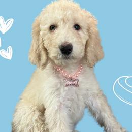 Honeybun - Labradoodle puppy from The Dood Ranch