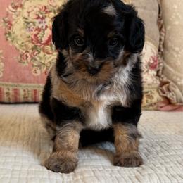 Amelia Badelia - Merle female Cavapoo puppy in Beckley, West Virginia from By Design Doodles