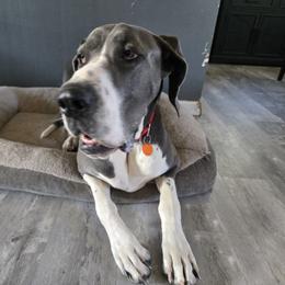 Lexi - Blue and white female Great Dane puppy in Albany, Oregon from Red Cloud Australian Shepherds and DeGray Great Danes & Bulldogs