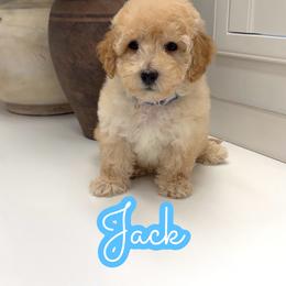 Jack - Apricot male Maltipoo puppy in Buford, Georgia from Petite Posh Puppies
