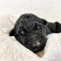 German Shepherd Puppies from Wehrhaus German Shepherds