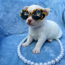 Elsa - White female Chihuahua puppy in Seneca, Missouri from Stephanie’s Puppy Colony