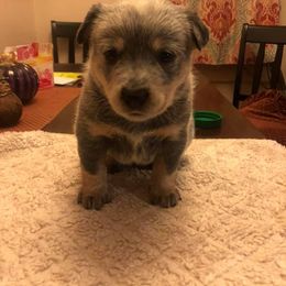Australian Cattle Dog Puppies from DoReMi ACDs