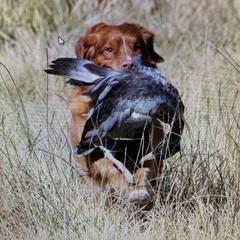 Nova Scotia Duck Tolling Retriever All Grown Up from Melinda Van's Nova Scotia Duck Tolling Retrievers