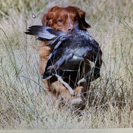Nova Scotia Duck Tolling Retriever All Grown Up from Melinda Van's Nova Scotia Duck Tolling Retrievers